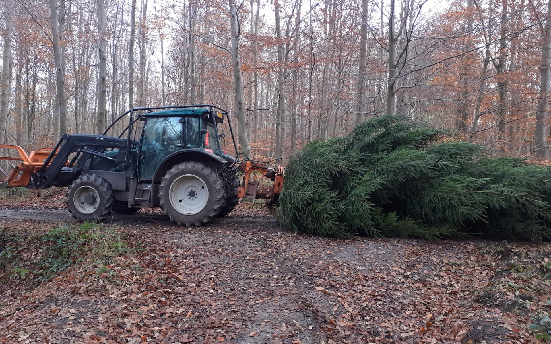 Kerstboom uit Kuinderbos naar Tweede Kamer De Noordoostpolder